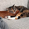 blanket, cat, closeup, couch, cozy, domestic_animal, feline, fur, indoor, orange_cat, paw, pet, relaxed, resting, sleeping, snuggling, soft_texture, tabby_cat, two_animals, whiskers
