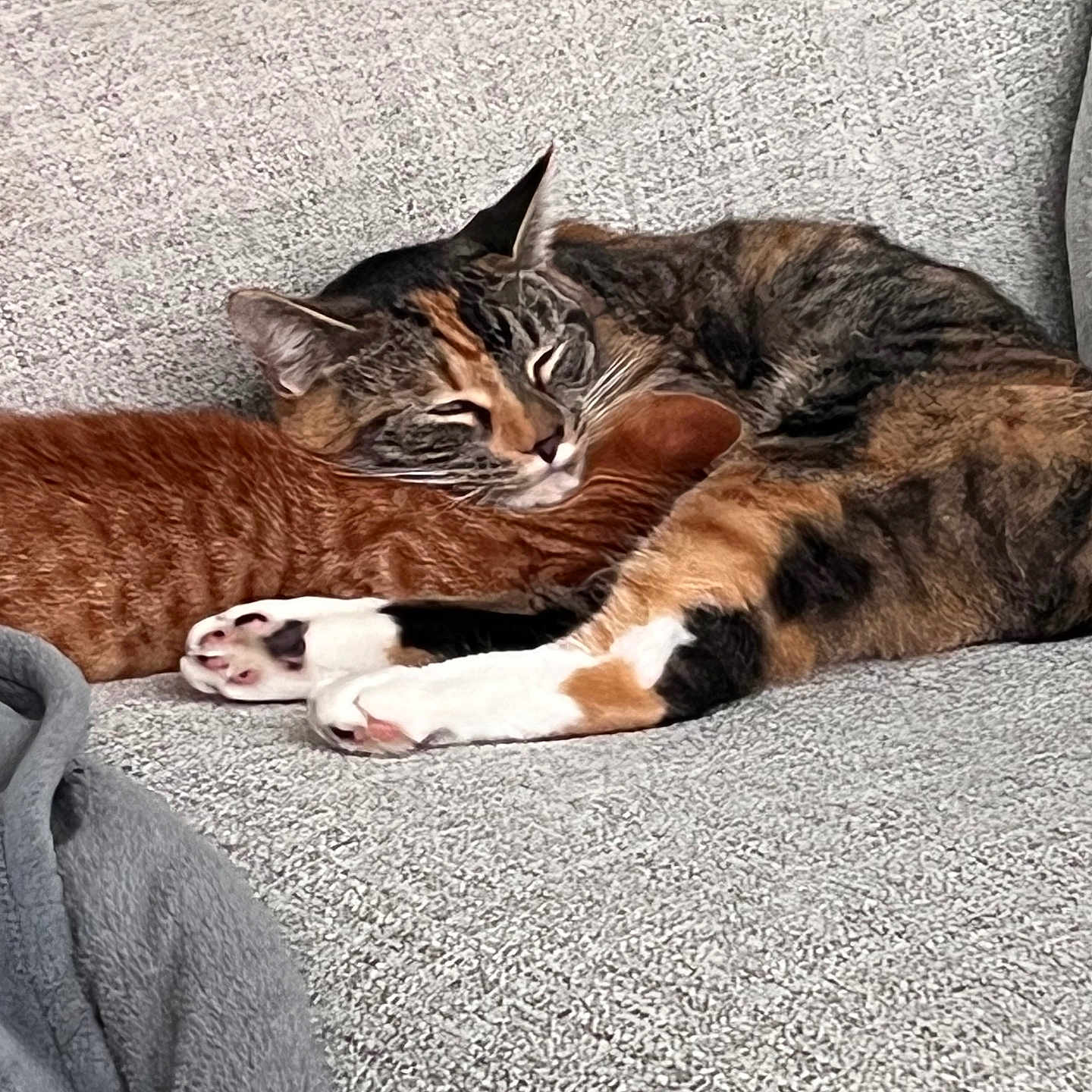 Simba And His Mom is registered to the contest to win money with this photo: blanket, cat, closeup, couch, cozy, domestic_animal, feline, fur, indoor, orange_cat, paw, pet, relaxed, resting, sleeping, snuggling, soft_texture, tabby_cat, two_animals, whiskers