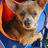 Trap joined the competition — help win amazing prizes! animal, blue, closeup, cute, dog, ears, eyes, face, fur, leash, nose, orange, outdoor, paw, pet, pet_carrier, puppy, resting, snout, tag