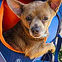 animal, blue, closeup, cute, dog, ears, eyes, face, fur, leash, nose, orange, outdoor, paw, pet, pet_carrier, puppy, resting, snout, tag