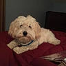 dog, pet, fluffy, cream_colored, blanket, red, indoor, cozy, resting, canine, fur, collar, domestic_animal, animal, bedroom, furniture, relaxed, cute, companion, sleepy