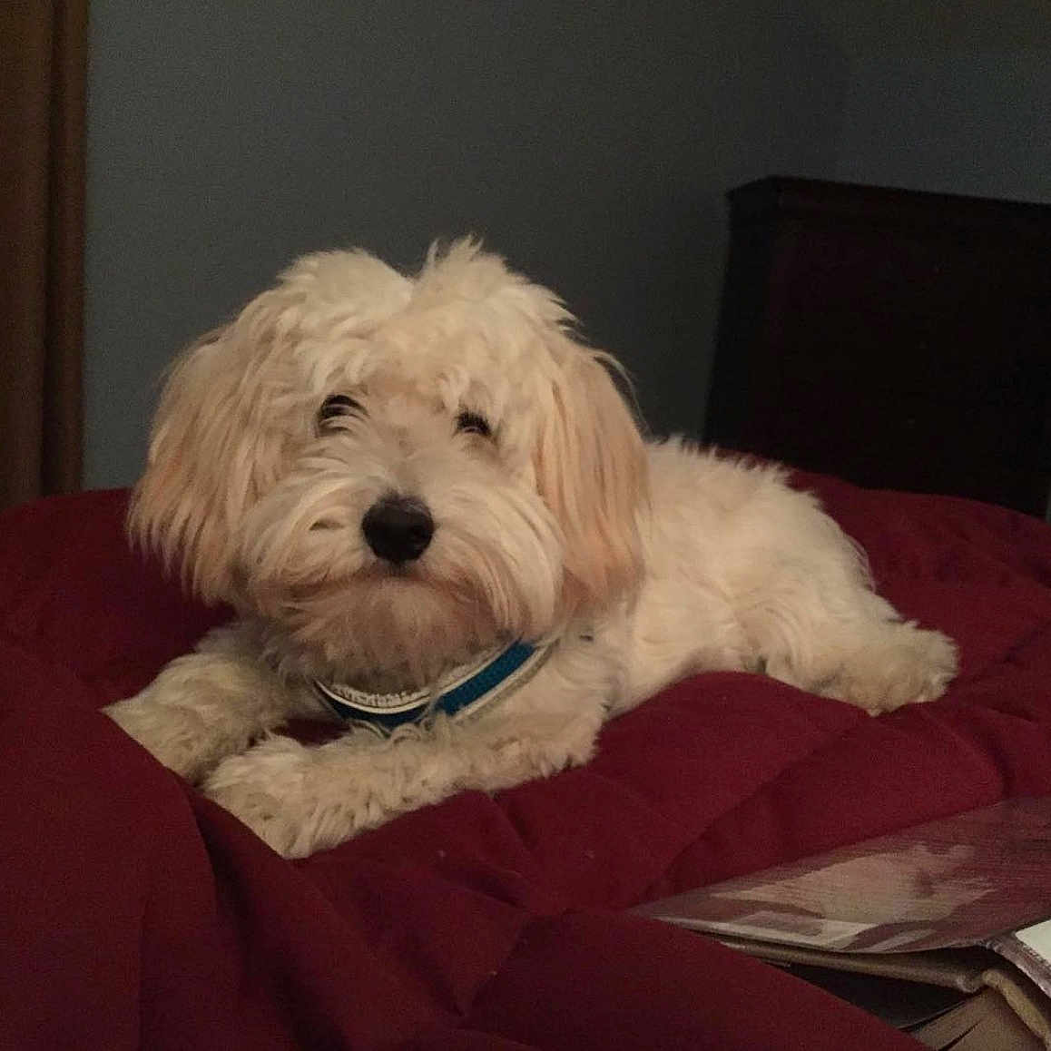 Milo