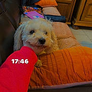 Athos participe au concours pour gagner de l'argent avec cette photo : dog, couch, orange_cushion, hand, red_sleeve, wooden_cabinet, indoor, plant, tile_floor, affection, pet, cozy, living_room, small_dog, fluffy_dog, text_overlay, timestamp, homedecor, comfort, love