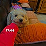 dog, couch, orange_cushion, hand, red_sleeve, wooden_cabinet, indoor, plant, tile_floor, affection, pet, cozy, living_room, small_dog, fluffy_dog, text_overlay, timestamp, homedecor, comfort, love