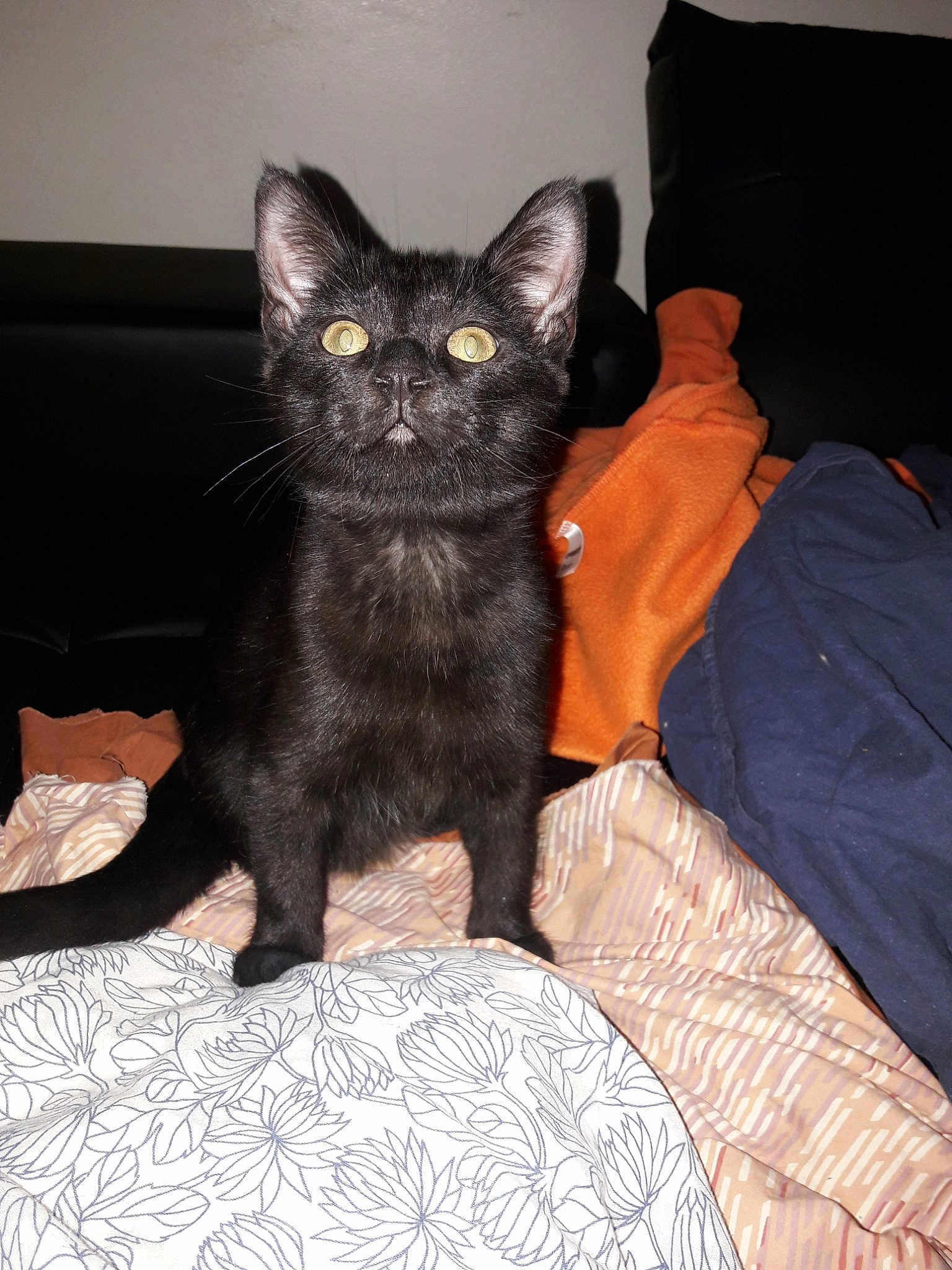 Mika