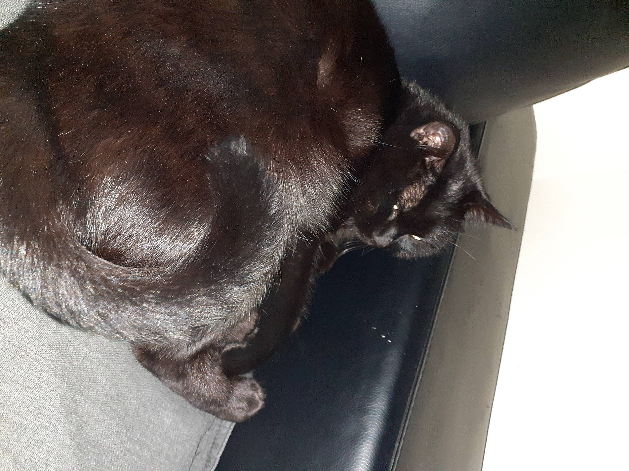 Mika a rejoint le concours — aidez-le/la à gagner de superbes lots ! borador, carnivore, claw, comfort, companion_dog, dog, dog_breed, fawn, fur, liver, non_sporting_group, sporting_group, tail, terrestrial_animal, whiskers, working_animal