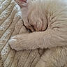 Blue a rejoint le concours — aidez-le/la à gagner de superbes lots ! cat, white_cat, sleeping, close_up, paw, fur, pet, animal, cozy, blanket, texture, rest, cute, whiskers, indoor, relaxation, soft, nap, feline, peaceful