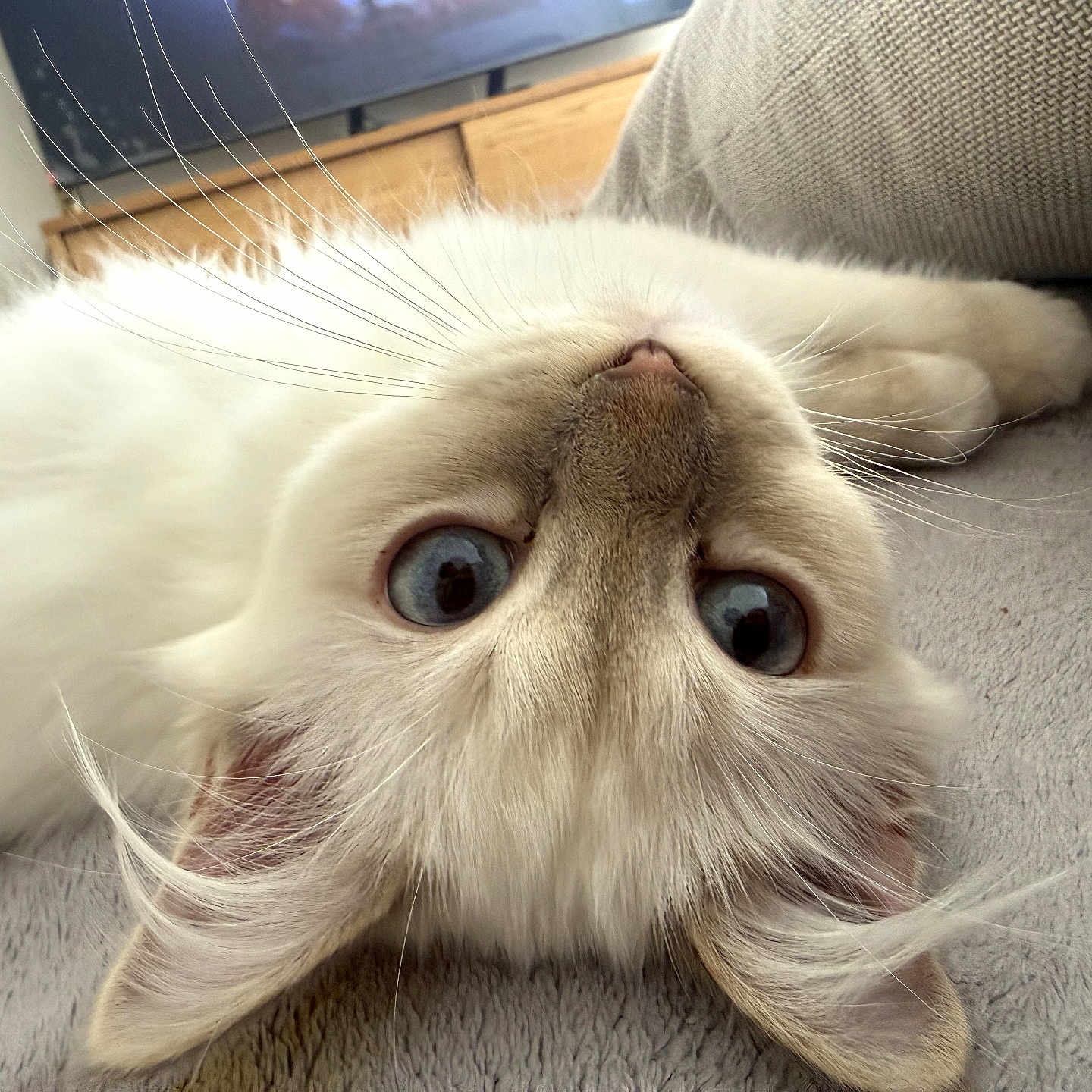 Blue participe au concours pour gagner de l'argent avec cette photo : cat, blue_eyes, fluffy, whiskers, upside_down, soft_texture, indoor, gray_surface, knitted_cushion, wooden_furniture, curious, pet, mammal, closeup, face, ears, nose, relaxed, domestic_animal, feline