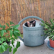 Maw-Maw a rejoint le concours — aidez-le/la à gagner de superbes lots ! cat, kitten, animal, pet, face, eyes, ears, watering_can, garden, plants, potted_plants, bamboo, outdoor, patio, greenery, portrait, curious, cute, camouflage, humor