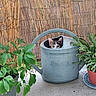 cat, kitten, animal, pet, face, eyes, ears, watering_can, garden, plants, potted_plants, bamboo, outdoor, patio, greenery, portrait, curious, cute, camouflage, humor