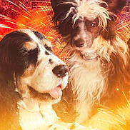 Tango Et Indi participe au concours pour gagner de l'argent avec cette photo : animal, canine, celebration, closeup, collar, companions, cute, dog, expression, face, festive, fireworks, fluffy, friendship, fur, outdoor, pet, portrait, two_dogs, warm_light