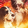 dog, animal, pet, fur, portrait, closeup, face, canine, cute, friendship, companions, celebration, fireworks, warm_light, fluffy, expression, collar, two_dogs, outdoor, festive
