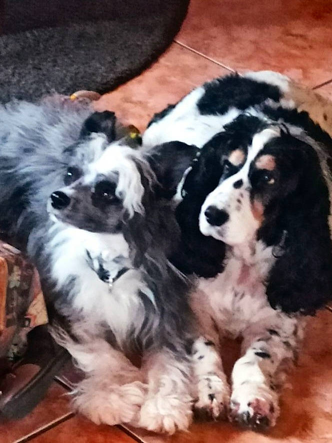 Tango Et Indi