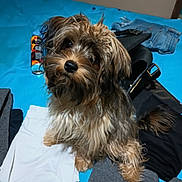Spice is registered to the contest to win money with this photo: adorable, bed, black_clothes, blue_bedspread, canine, clothes, curious, dog, domestic_animal, fur, gray_shirt, handbag, indoor, jeans, looking_up, messy_bed, pet, scruffy, small_dog, white_shirt