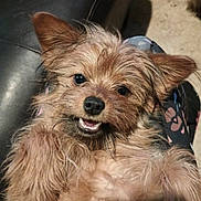 Sugar is registered to the contest to win money with this photo: dog, pet, fluffy, smiling, happy, cute, fur, ears, nose, teeth, animal, portrait, indoor, couch, closeup, face, friendly, small_dog, relaxed, lying_down
