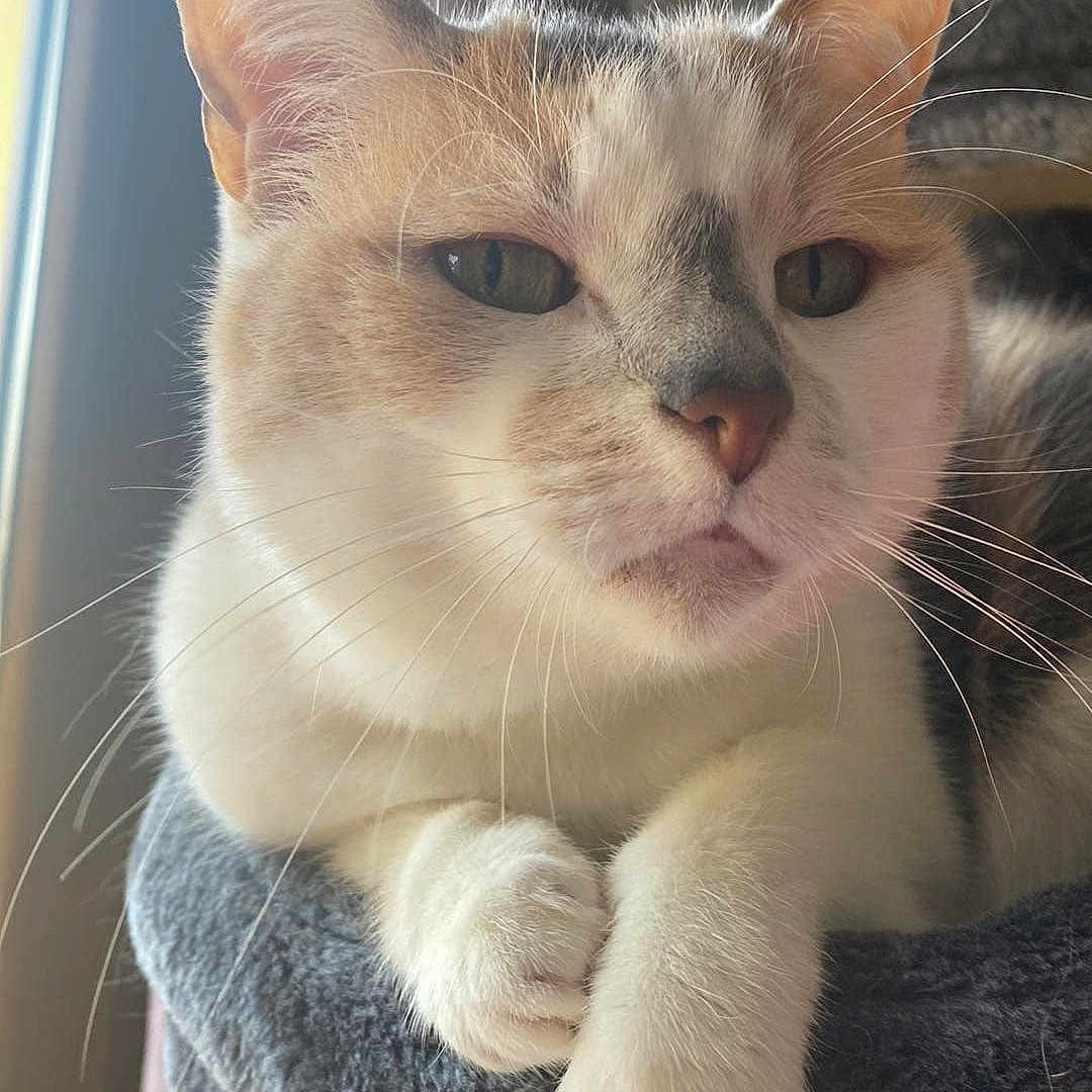 Chipie a rejoint le concours — aidez-le/la à gagner de superbes lots ! animal, calm, cat, closeup, cozy, curtain, fur, gray, indoor, orange, paw, perch, pet, portrait, relaxed, resting, sunlight, whiskers, white, window