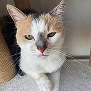 Chipie participe au concours pour gagner de l'argent avec cette photo : animal, calico_cat, cat, close_up, cute, domestic_animal, feline, fur, green_eyes, indoor, looking, paw, pet, portrait, relaxed, resting, scratching_post, soft_light, whiskers, white_surface