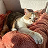 Chipie a rejoint le concours — aidez-le/la à gagner de superbes lots ! animal, blanket, calico_cat, cat, cat_bed, comfy, cozy, cute, domestic_animal, feline, fur, indoor, paw, pet, relaxed, resting, sleepy, soft_texture, sunlight, warm_light