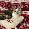 Chipie a rejoint le concours — aidez-le/la à gagner de superbes lots ! animal, blanket, calico_cat, cat, cozy, cute, fabric, feline, holiday_theme, home, indoor, pet, pillow, pom_poms, red, relaxed, resting, snowflake_pattern, texture, white