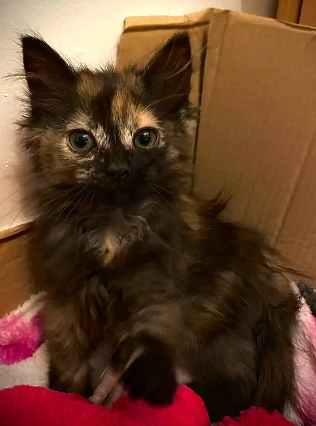 Hinata participe au concours pour gagner de l'argent avec cette photo : black_cat, box, british_longhair, cardboard, carnivore, carton, cat, claw, comfort, domestic_short_haired_cat, felidae, fur, packaging_and_labeling, paper_product, paw, plant, shipping_box, small_to_medium_sized_cats, tail, whiskers