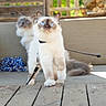 cat, cats, kitten, fluffy, blue_eyes, cream_fur, gray_points, sitting, standing, pet, leash, collar, couch, outdoor, patio, wooden_deck, fence, sunlight, tinsel, animal_portrait