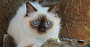 Plume participe au concours pour gagner de l'argent avec cette photo : cat, kitten, fluffy, white_fur, blue_eyes, pointed_ears, animal, pet, portrait, close_up, outdoor, tree, bark, nature, leash, whiskers, feline, long_hair, staring, photography