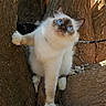 Plume participe au concours pour gagner de l'argent avec cette photo : cat, kitten, blue_eyes, fluffy, white_fur, colorpoint, portrait, outdoor, tree, tree_trunk, branch, nature, leash, collar, whiskers, animal, pet, sitting, climbing, closeup