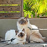 Plume participe au concours pour gagner de l'argent avec cette photo : cats, two_cats, fluffy, blue_eyes, ragdoll, long_hair, pets, animals, feline, sitting, couch, outdoor, patio, sunlight, tropical, greenery, wooden_fence, leashes, portrait, cute