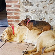 Praline Et Nalla participe au concours pour gagner de l'argent avec cette photo : dog, dog_breed, dog_like_mammal, snout, sporting_group, street_dog