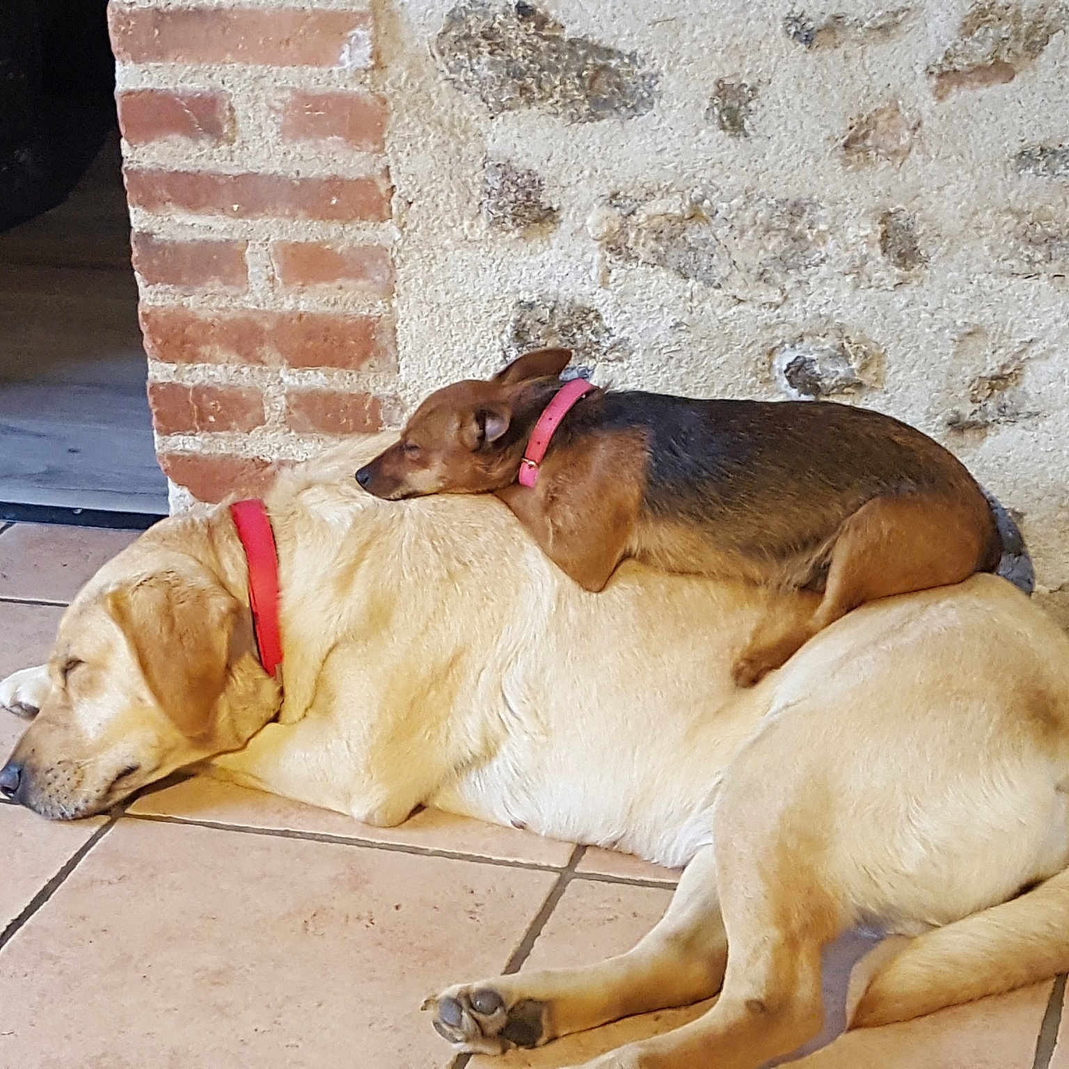 Praline Et Nalla