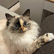 Tara participe au concours pour gagner de l'argent avec cette photo : blanket, cat, closeup, companion, cozy, curious, cute, domestic_animal, ears, feline, fluffy, furniture, home, indoor, paw, pet, relaxed, soft, table, whiskers