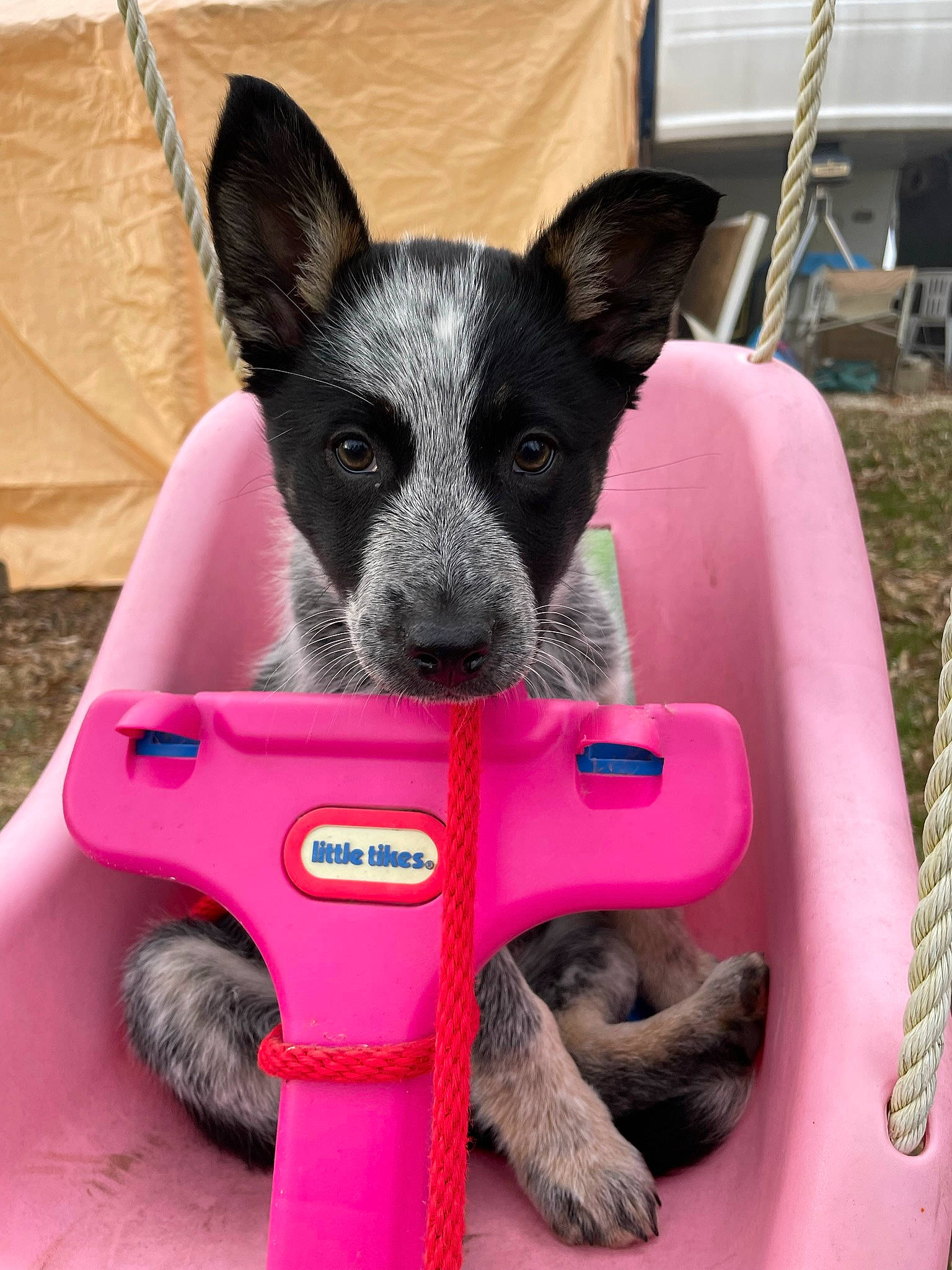 Kimber joined the competition — help win amazing prizes! canidae, carnivore, collar, companion_dog, dog, dog_breed, dog_supply, fur, grass, magenta, paw, pet_supply, plant, snout, sporting_group, terrestrial_animal, toy, toy_dog, whiskers, working_animal