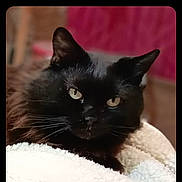 Touch Up is registered to the contest to win money with this photo: black_cat, cat, pet, animal, feline, fur, whiskers, eyes, indoor, blanket, cozy, resting, portrait, close_up, domestic_cat, cute, relaxed, soft_light, warm_colors, mammal