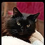 black_cat, cat, pet, animal, feline, fur, whiskers, eyes, indoor, blanket, cozy, resting, portrait, close_up, domestic_cat, cute, relaxed, soft_light, warm_colors, mammal