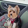 Toby participe au concours pour gagner de l'argent avec cette photo : dog, small_dog, yorkshire_terrier, pet, car_seat, car_interior, harness, leash, fur, brown_eyes, ears, cute, portrait, sitting, window, rain, seat, travel, front_passenger, groomed