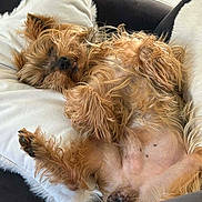 Toby participe au concours pour gagner de l'argent avec cette photo : dog, small_dog, sleeping, belly_up, tongue_out, furry, pillow, cushion, couch, indoor, relaxed, paw, nose, whiskers, tile_floor, home, pet, close_up, shaggy_fur, sleepy