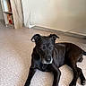 animal, black_dog, books, bookshelf, calm, canine, companion, dog, ears, floor, fur, home, indoor, laying_down, paw, pet, quiet, resting, tile_floor, wall