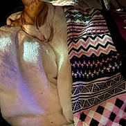 Brat joined the competition — help win amazing prizes! animal, blanket, cat, comfort, cozy, cute, domestic, feline, fur, indoor, nap, orange, patterned_blanket, pet, relaxation, resting, sleeping, soft, warm, white