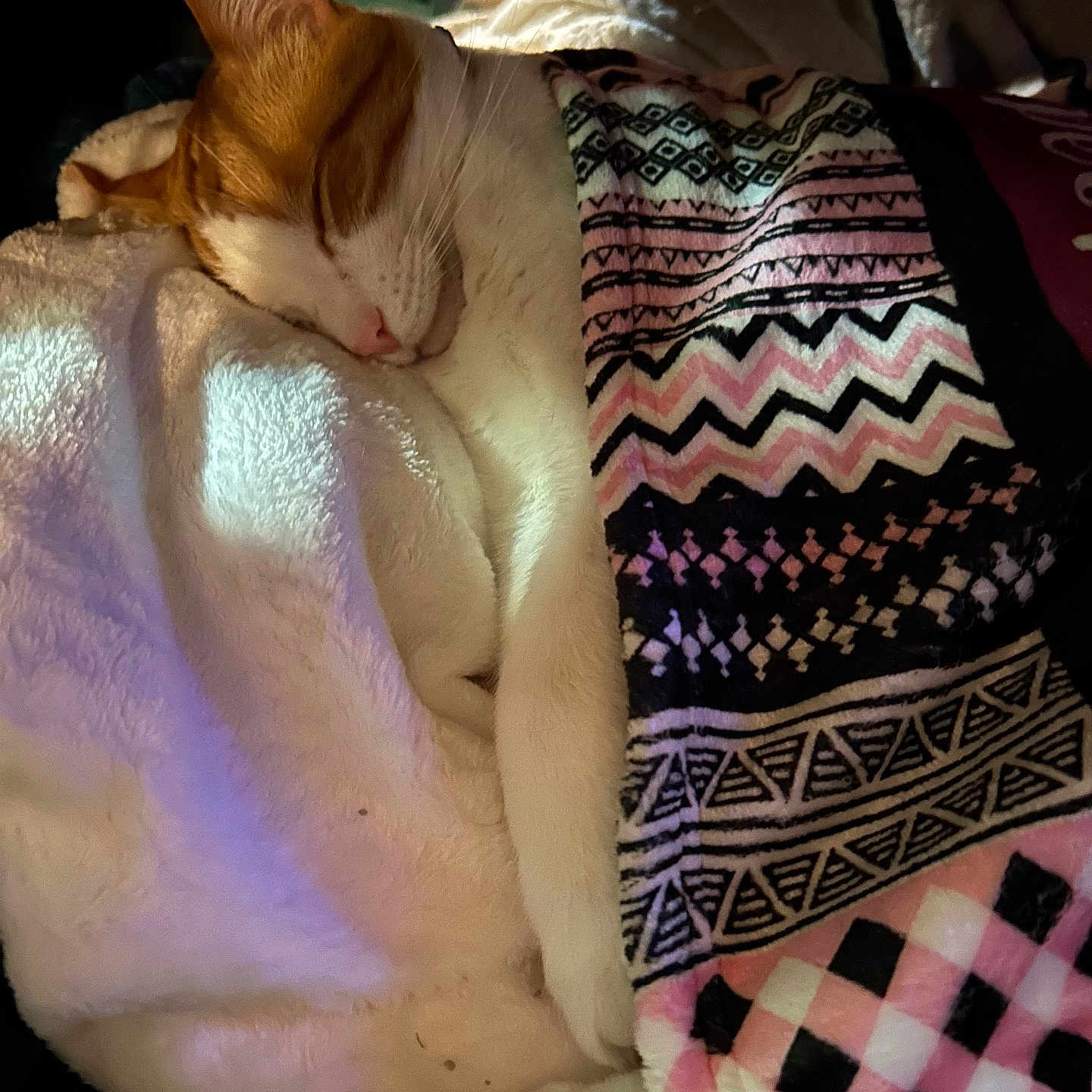 Brat joined the competition — help win amazing prizes! animal, blanket, cat, comfort, cozy, cute, domestic, feline, fur, indoor, nap, orange, patterned_blanket, pet, relaxation, resting, sleeping, soft, warm, white