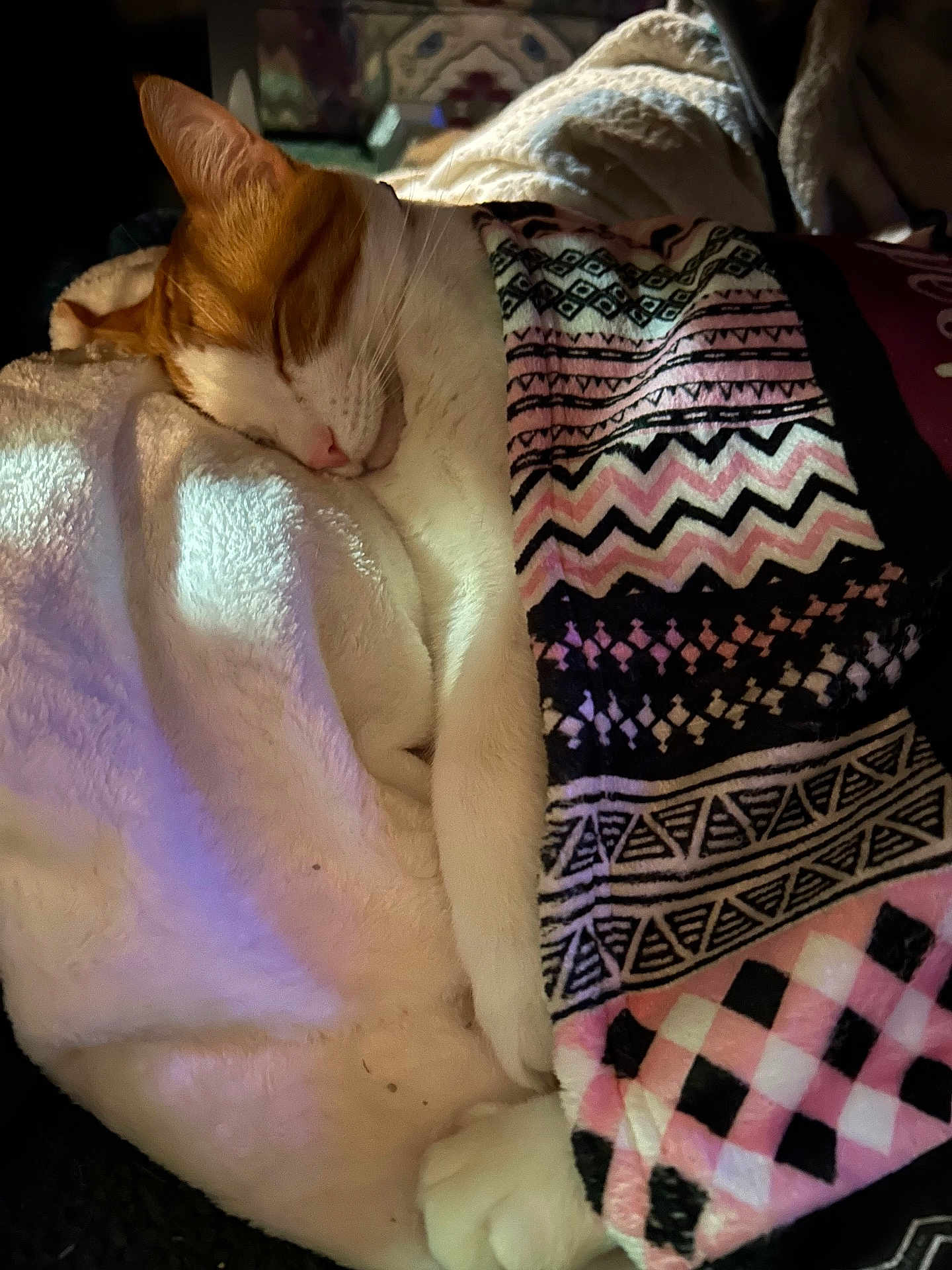 Brat joined the competition — help win amazing prizes! animal, blanket, cat, comfort, cozy, cute, domestic, feline, fur, indoor, nap, orange, patterned_blanket, pet, relaxation, resting, sleeping, soft, warm, white