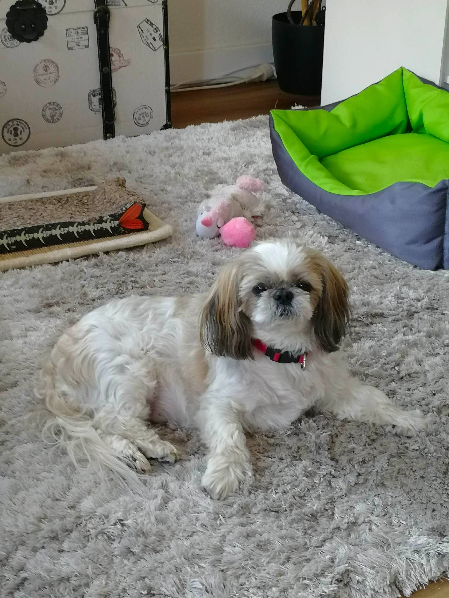 Grace a rejoint le concours — aidez-le/la à gagner de superbes lots ! canidae, comfort, companion_dog, dog, dog_breed, dog_collar, dog_supply, fawn, fur, grey, liver, mal_shi, maltepoo, shih_poo, shih_tzu, small_terrier, snout, terrier, toy_dog, working_animal