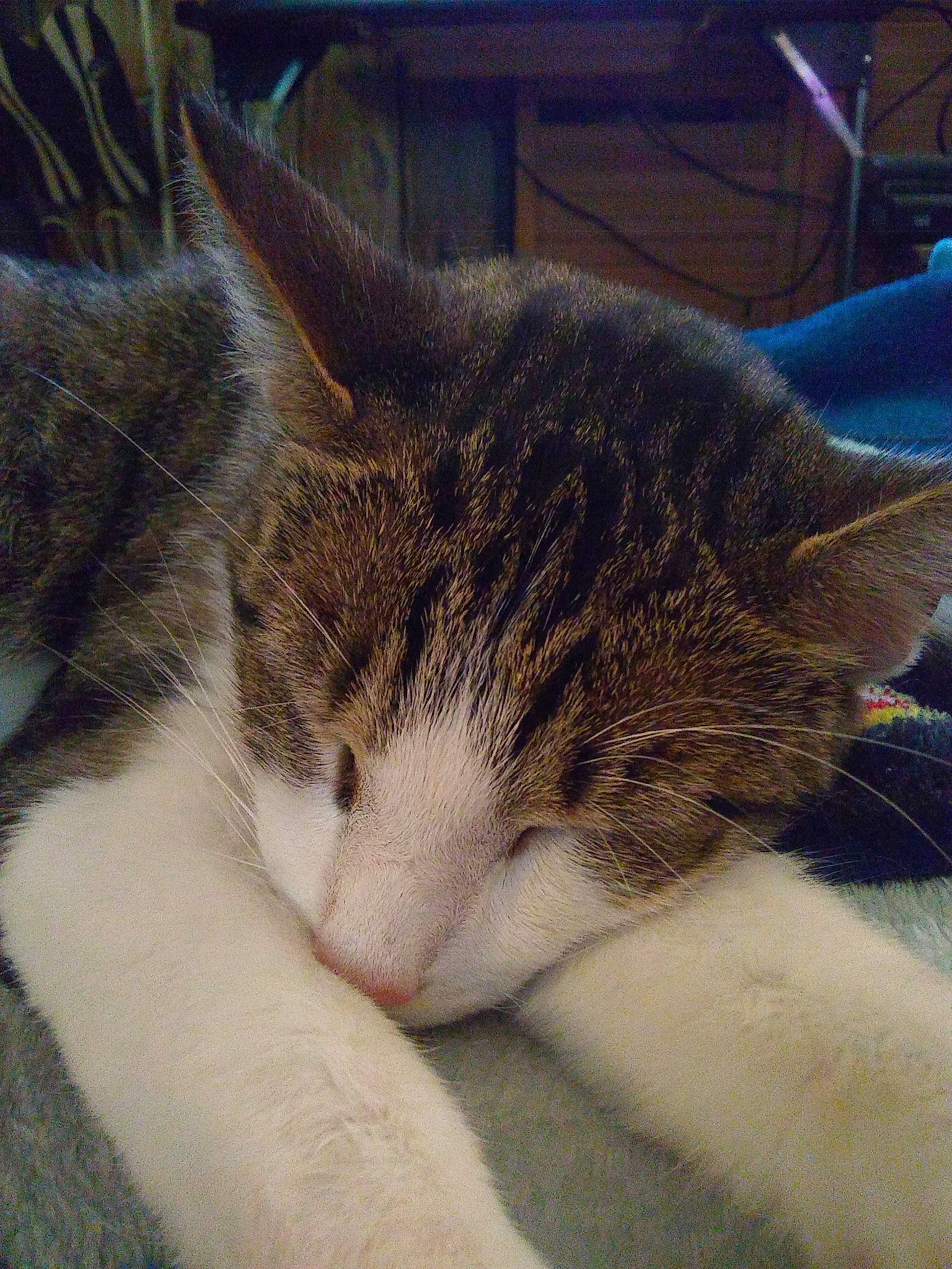 Teddy is registered to the contest to win money with this photo: aegean_cat, american_wirehair, carnivore, cat, domestic_short_haired_cat, european_shorthair, felidae, fur, kitten, mammal, nap, nose, polydactyl_cat, sleep, small_to_medium_sized_cats, snout, tabby_cat, whiskers