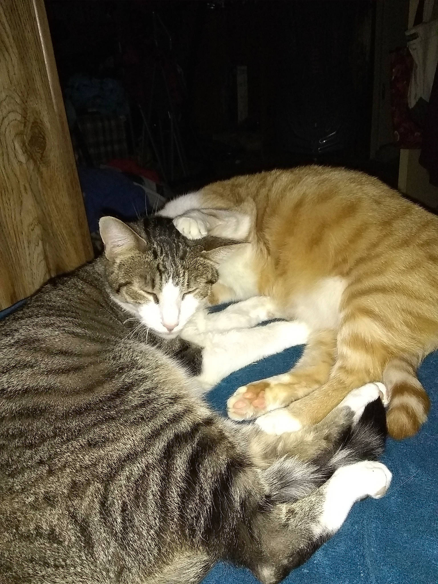 Teddy is registered to the contest to win money with this photo: asian, carnivore, cat, domestic_short_haired_cat, dragon_li, european_shorthair, felidae, fur, kitten, small_to_medium_sized_cats, tabby_cat, tail, whiskers