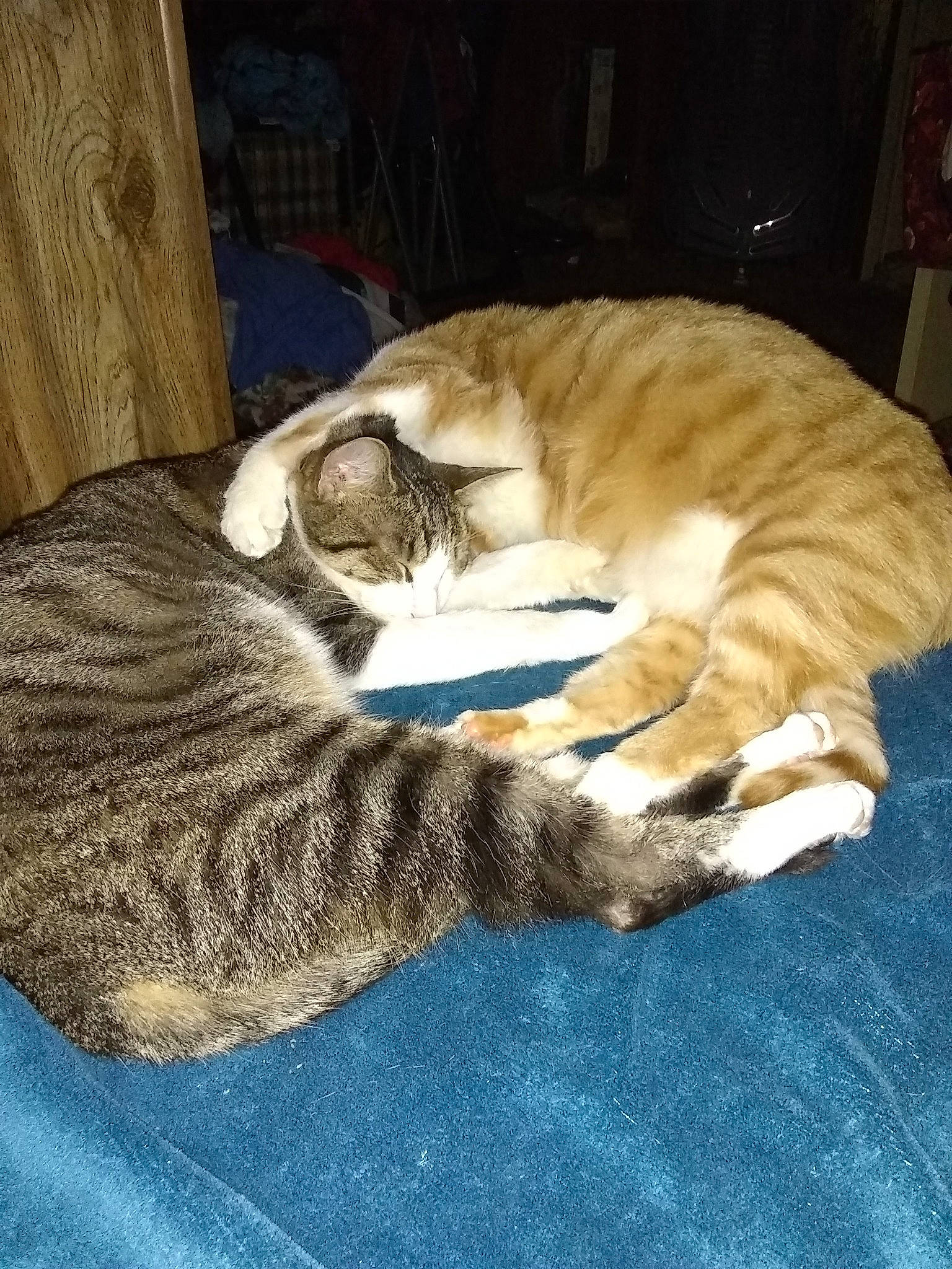 Teddy joined the competition — help win amazing prizes! carnivore, cat, domestic_short_haired_cat, dragon_li, european_shorthair, fawn, felidae, fur, kitten, nap, paw, small_to_medium_sized_cats, tabby_cat, tail, whiskers