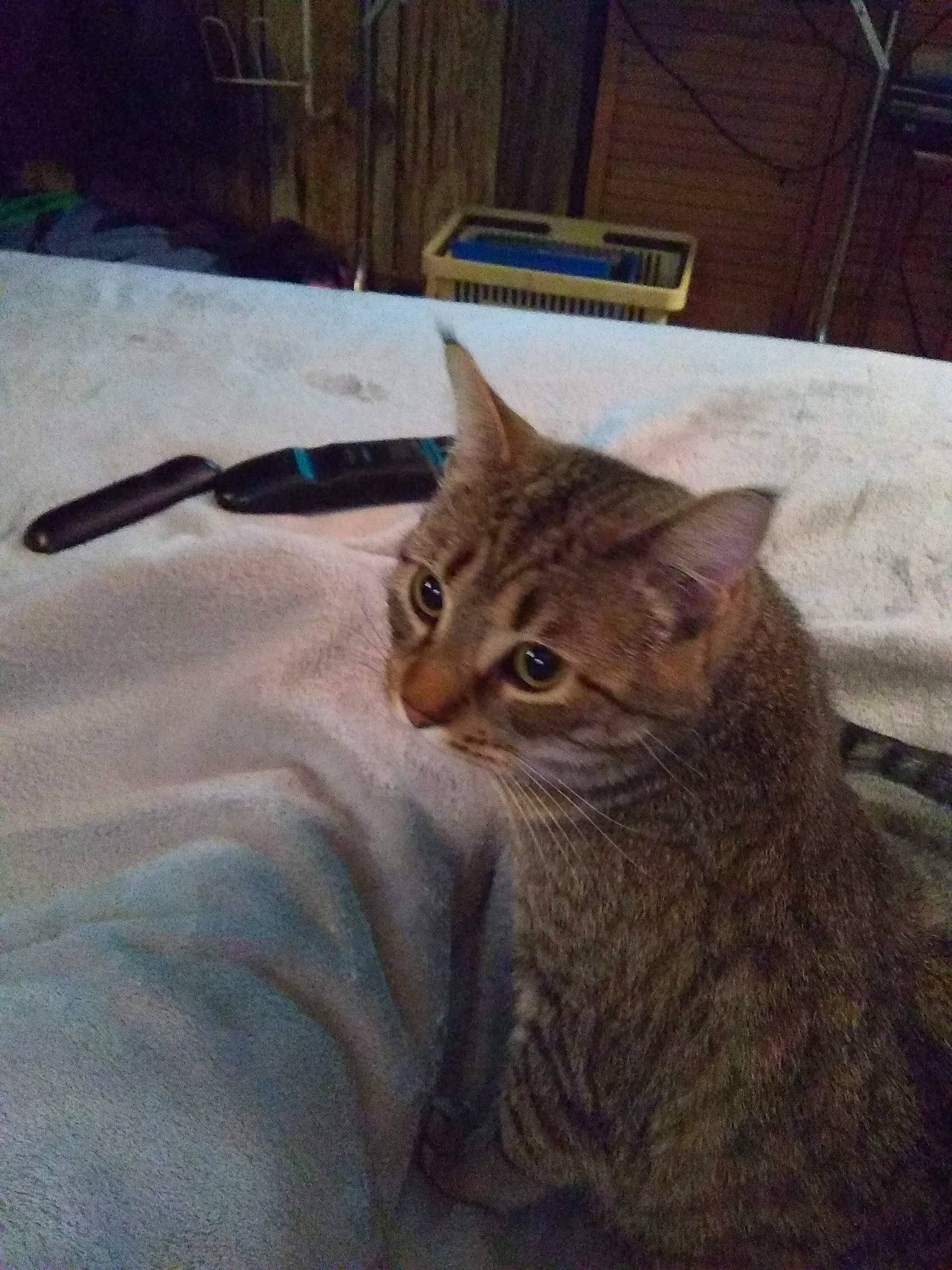 Chuckie joined the competition — help win amazing prizes! aegean_cat, arabian_mau, asian, california_spangled, carnivore, cat, chausie, domestic_short_haired_cat, dragon_li, egyptian_mau, european_shorthair, eye, felidae, kitten, mammal, ocicat, small_to_medium_sized_cats, tabby_cat, vertebrate, whiskers