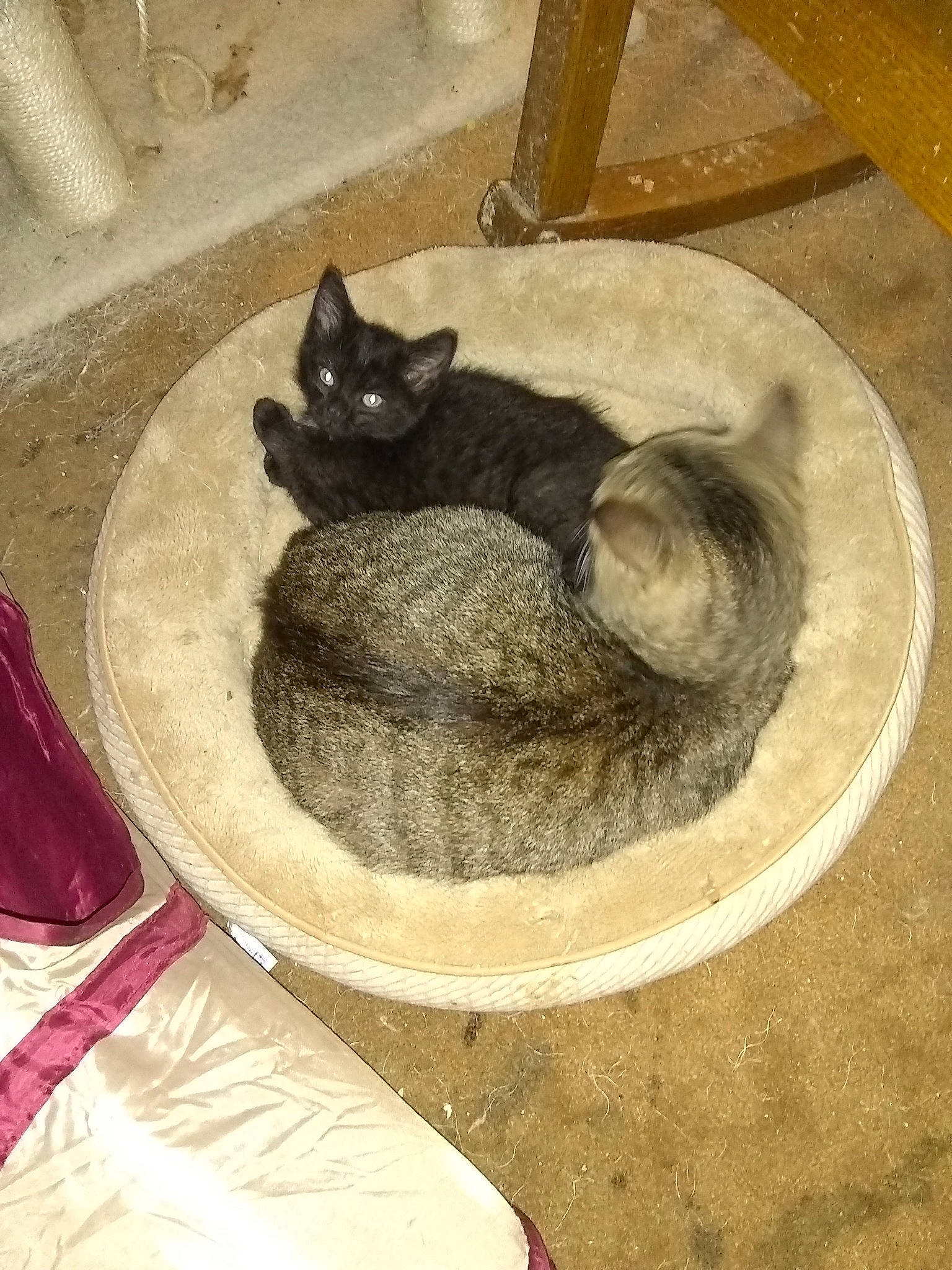 Da Baby Dre is registered to the contest to win money with this photo: carnivore, cat, cat_bed, domestic_short_haired_cat, european_shorthair, fawn, felidae, small_to_medium_sized_cats, whiskers