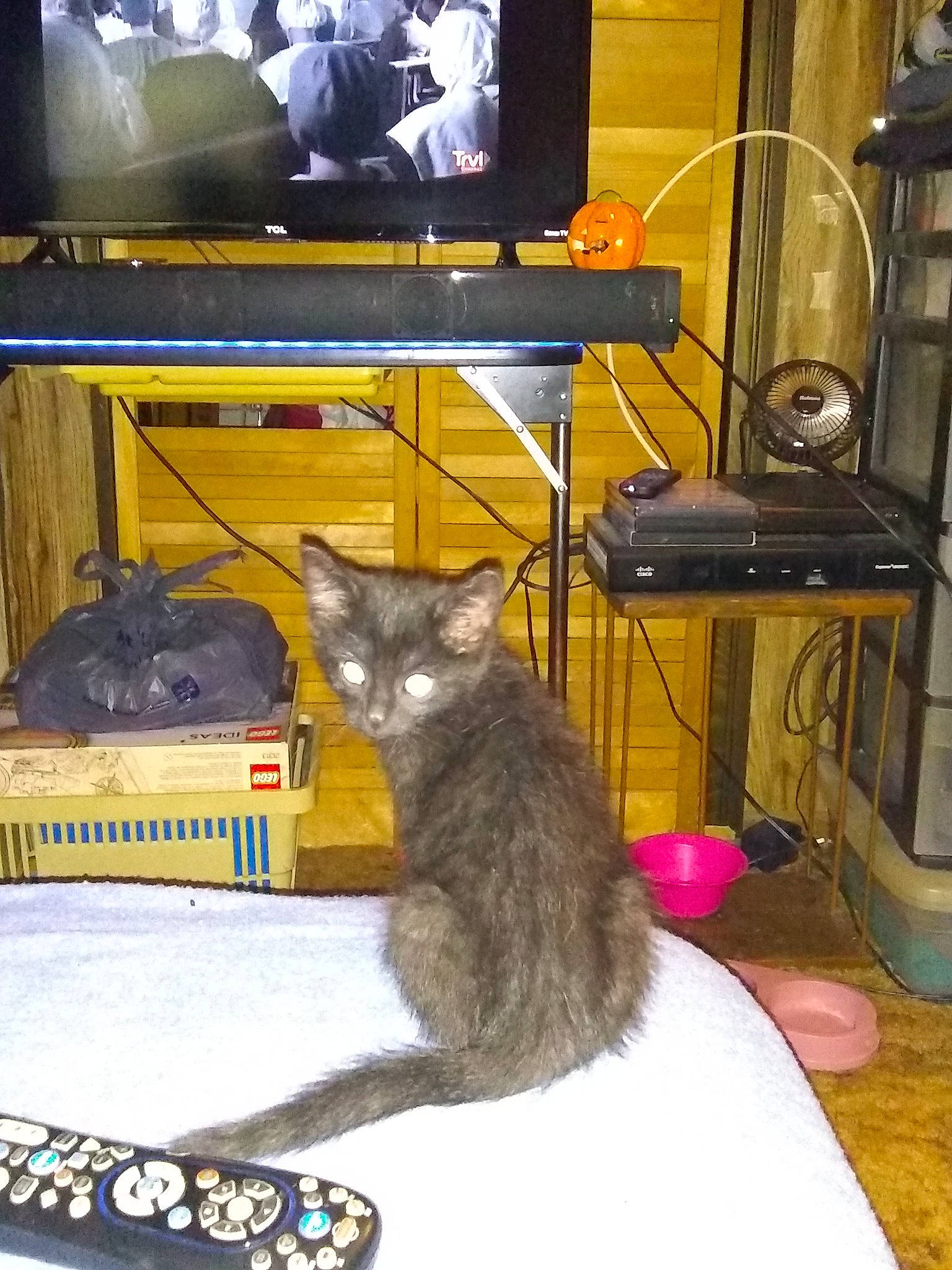 Da Baby Dre joined the competition — help win amazing prizes! carnivore, cat, domestic_short_haired_cat, felidae, korat, russian_blue, small_to_medium_sized_cats, whiskers