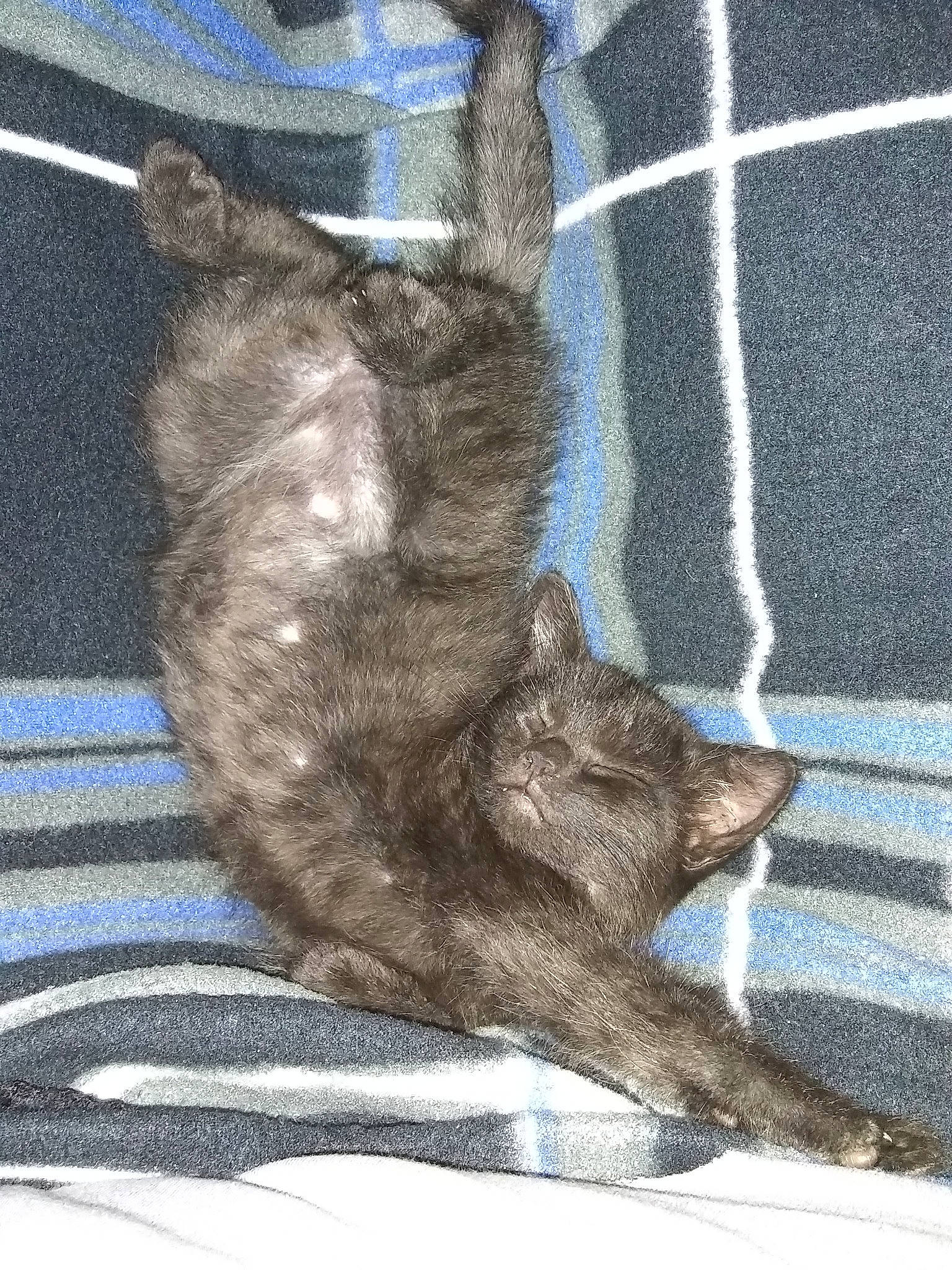 Da Baby Dre joined the competition — help win amazing prizes! carnivore, cat, chartreux, claw, domestic_short_haired_cat, dragon_li, european_shorthair, felidae, fur, german_rex, kitten, korat, nebelung, russian_blue, small_to_medium_sized_cats, tabby_cat, tail, whiskers