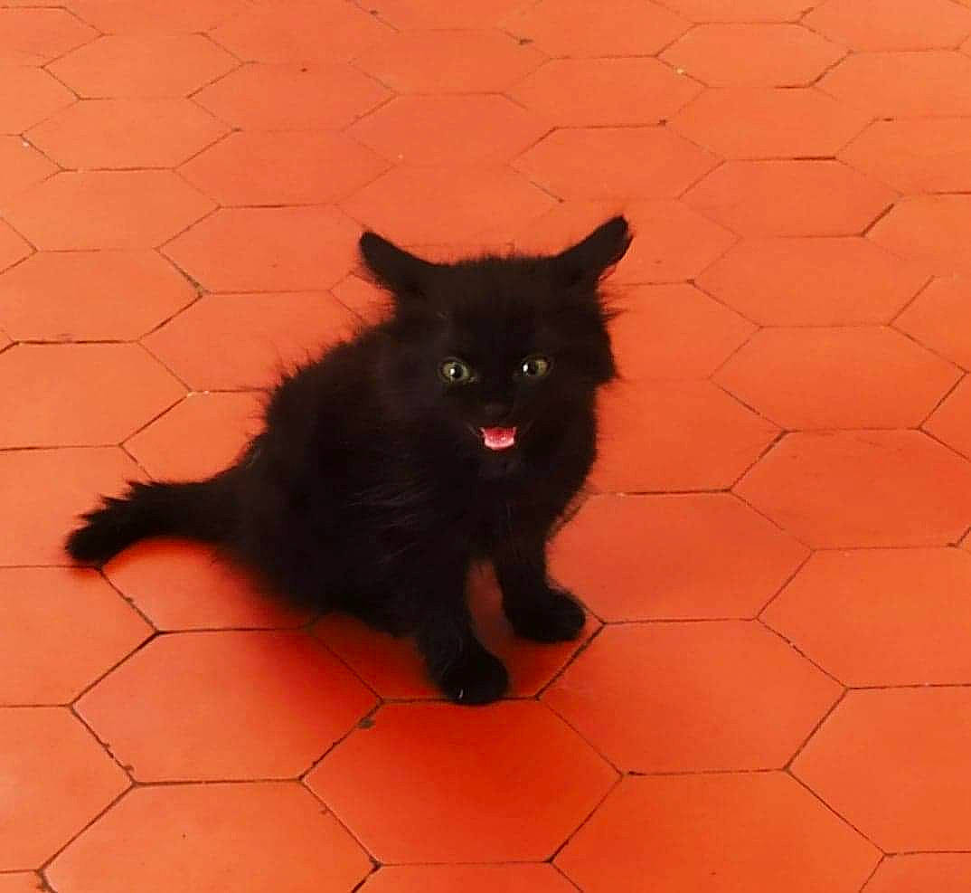 Brigitte participe au concours pour gagner de l'argent avec cette photo : black, black_cat, bombay, canidae, carnivore, cat, dog, dog_breed, domestic_long_haired_cat, fawn, felidae, mammal, small_to_medium_sized_cats, snout, tail, vertebrate, whiskers