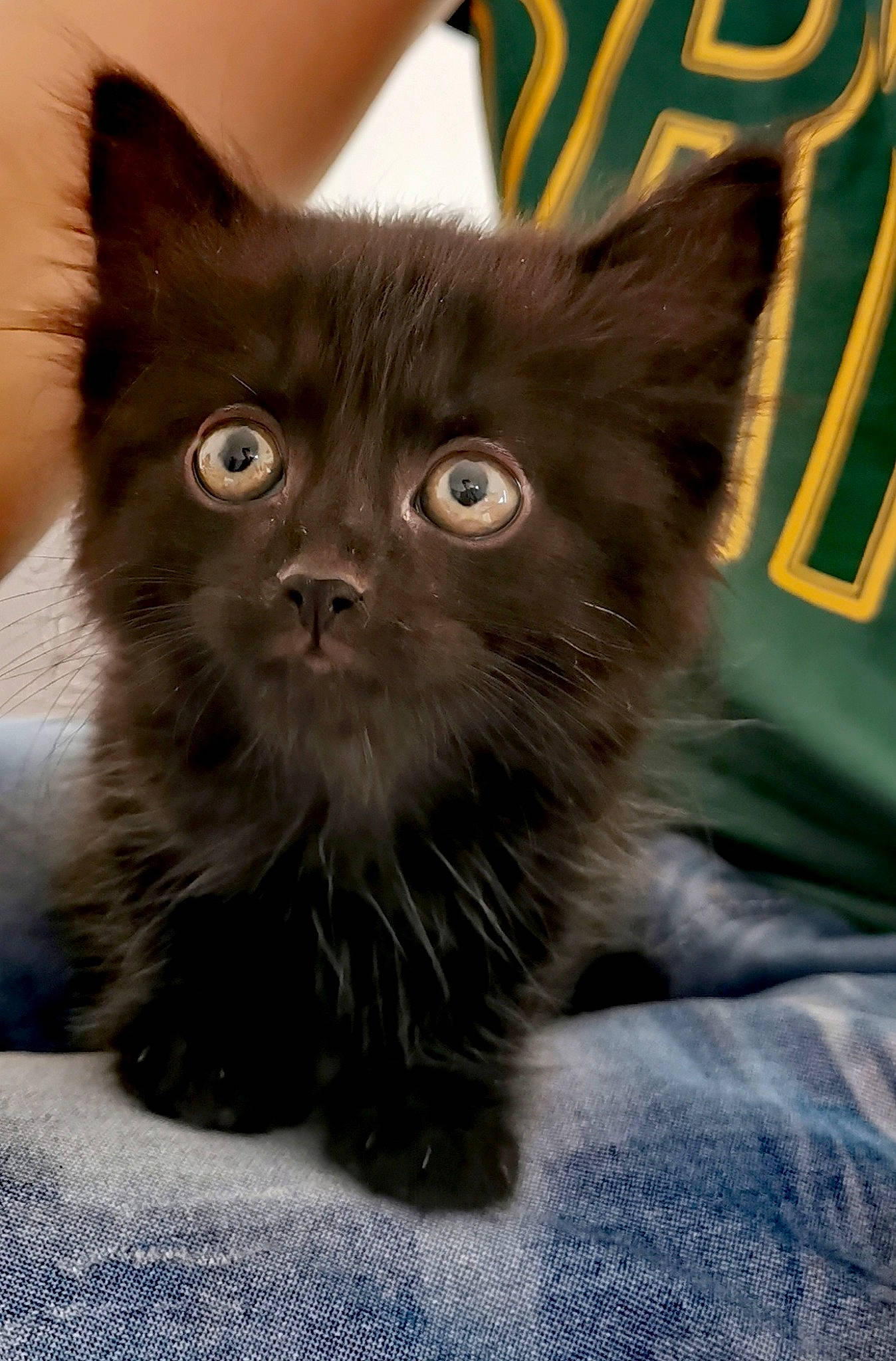 Brigitte participe au concours pour gagner de l'argent avec cette photo : asian, asian_semi_longhair, black_cat, british_semi_longhair, carnivore, cat, domestic_long_haired_cat, domestic_short_haired_cat, eye, felidae, fur, kitten, korat, mammal, nebelung, polydactyl_cat, small_to_medium_sized_cats, snout, vertebrate, whiskers